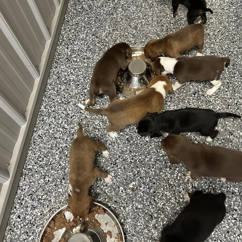 Puppies! thumbnail 5