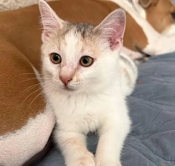 A baby medium-sized female Calico Domestic Short Hair cat named Paige for adoption in Nantucket, MA