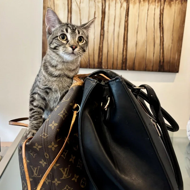 A baby medium-sized male Tabby cat named Hudson for adoption in Garland, TX