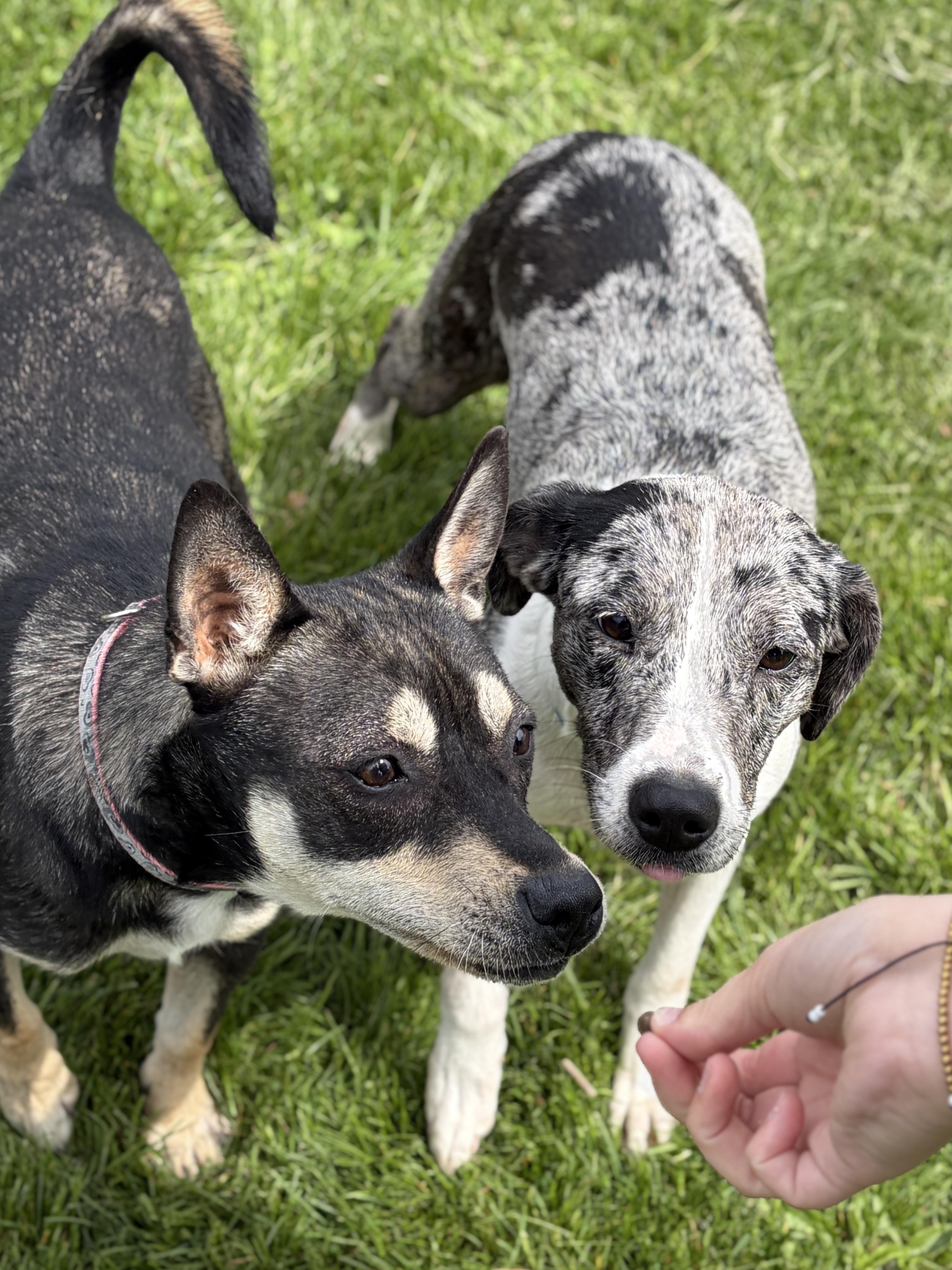 An adult medium-sized female Australian Cattle Dog / Blue Heeler dog named Bess for adoption in Jefferson, WI