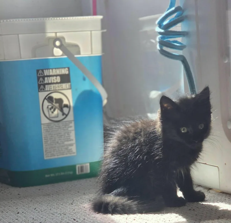 A baby medium-sized female Domestic Long Hair cat named Serafina for adoption in Rochester, NY