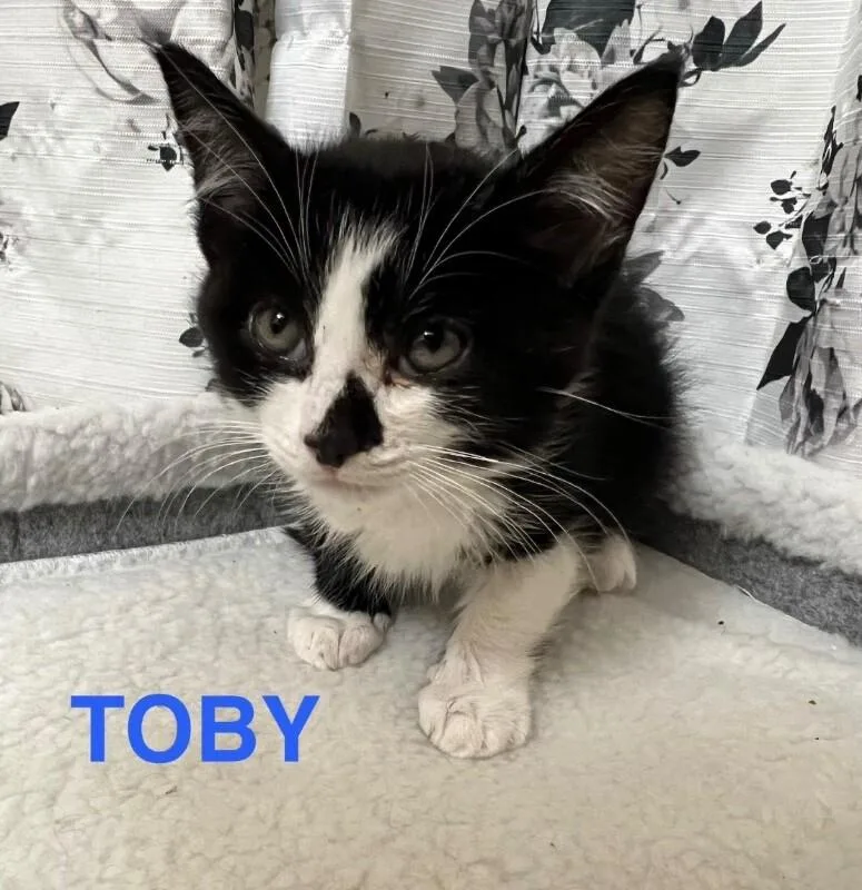 Toby The Office