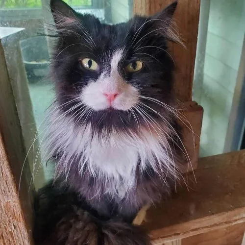 An adult medium-sized female Domestic Long Hair cat named Victrola for adoption in Tipp City, OH