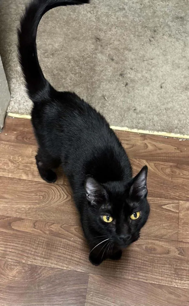 An adult medium-sized female Black Domestic Short Hair cat named Marcy for adoption in Anchorage, AK