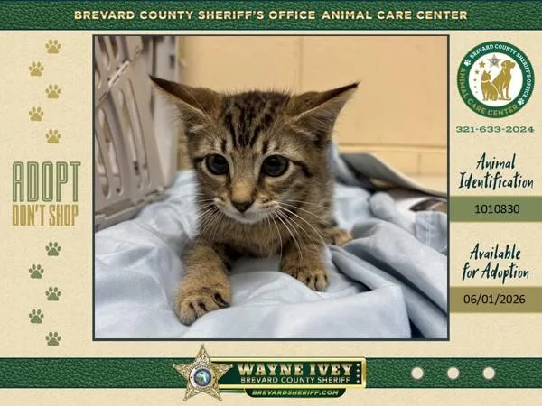 A baby medium-sized female Domestic Short Hair cat named Stink Bean for adoption in Melbourne, FL