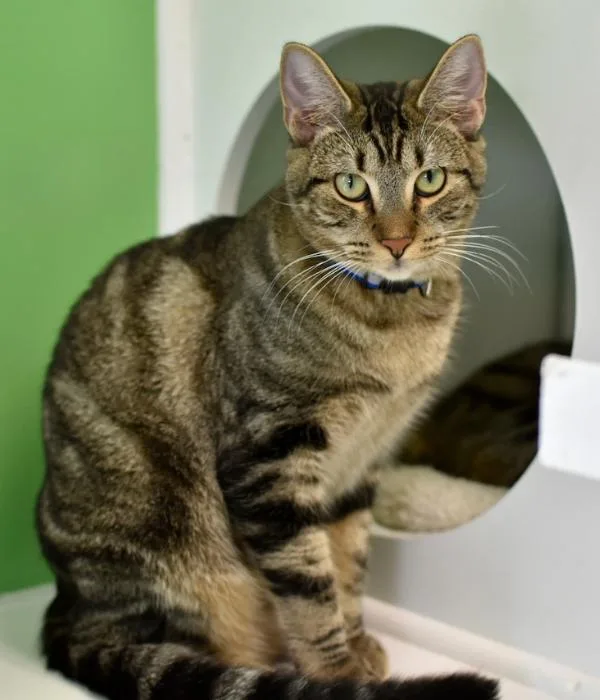 An adult medium-sized male Tabby (Brown / Chocolate) Domestic Short Hair cat named Teddy for adoption in Marietta, GA