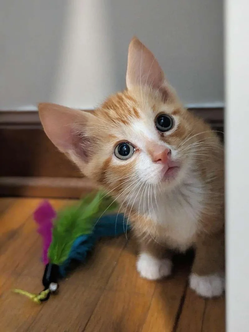 A baby medium-sized male Orange & White Domestic Short Hair cat named Blaze for adoption in Buffalo, NY