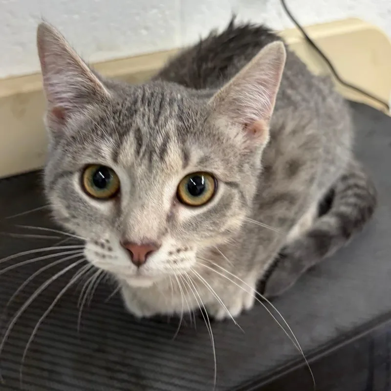 A baby small-sized female Gray / Blue / Silver Domestic Short Hair cat named Tilly for adoption in Ardmore, OK