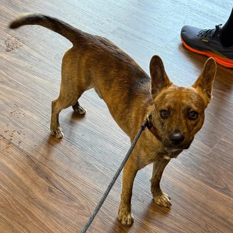 An adult medium-sized male Brindle Mixed Breed dog named Pancho for adoption in LOXAHATCHEE, FL