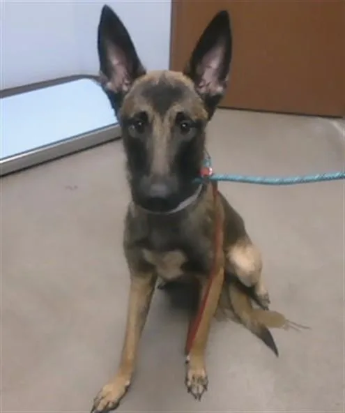 A young large-sized male Belgian Shepherd / Malinois dog named Max for adoption in Phoenix, AZ