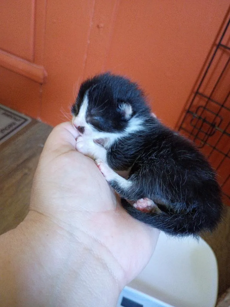 Pepper thumbnail 2
