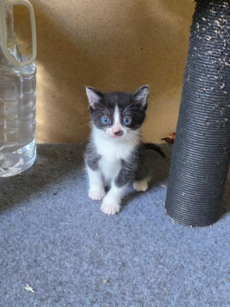 Pepper thumbnail 3