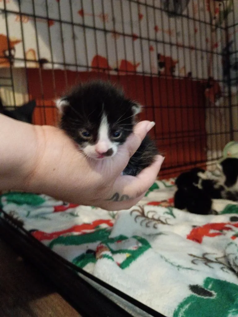 Pepper thumbnail 4