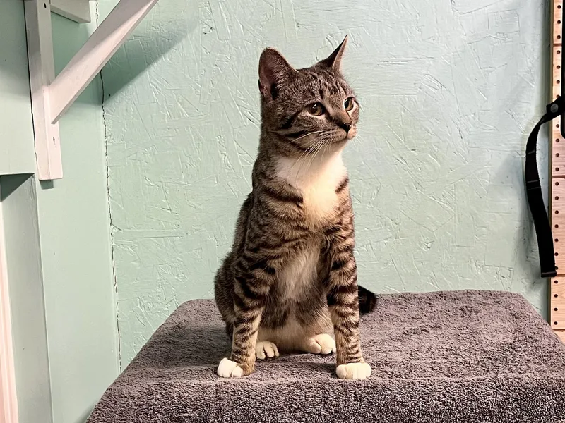 A young medium-sized male Domestic Short Hair cat named Leo for adoption in Caribou, ME