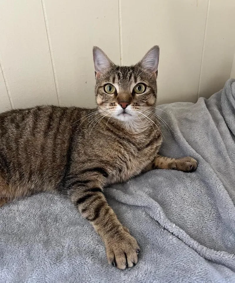 A young small-sized female Tabby (Brown / Chocolate) Domestic Short Hair cat named Kiwi for adoption in Baton Rouge, LA