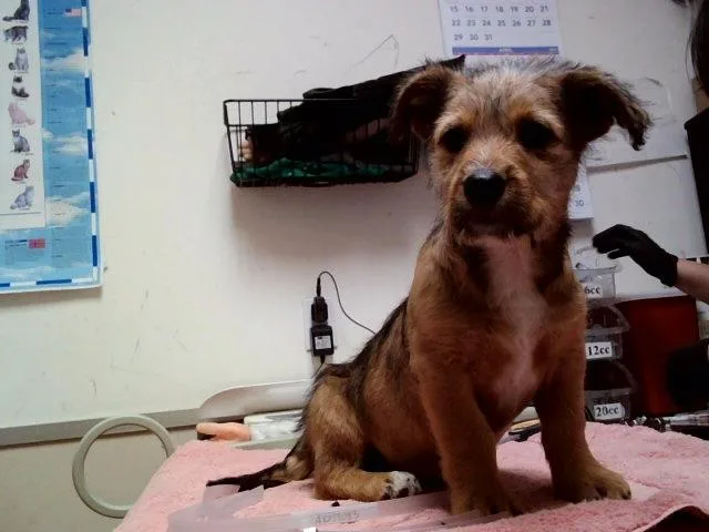 A baby small-sized male Terrier dog named Larry for adoption in Martinez, CA