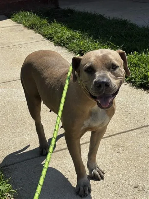 A young large-sized female Pit Bull Terrier dog named Tink for adoption in Upper Marlboro, MD