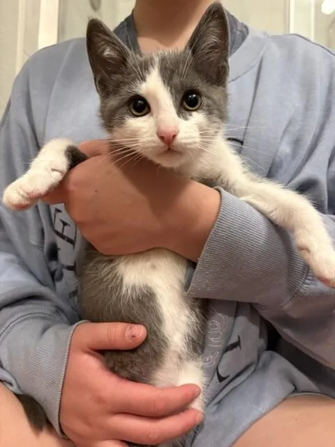 A young medium-sized male Gray / Blue / Silver Domestic Short Hair cat named Glasgow for adoption in Fort Collins, CO