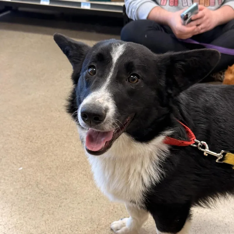 A young medium-sized male Black Cardigan Welsh Corgi dog named Quervo for adoption in Pittsburg, KS