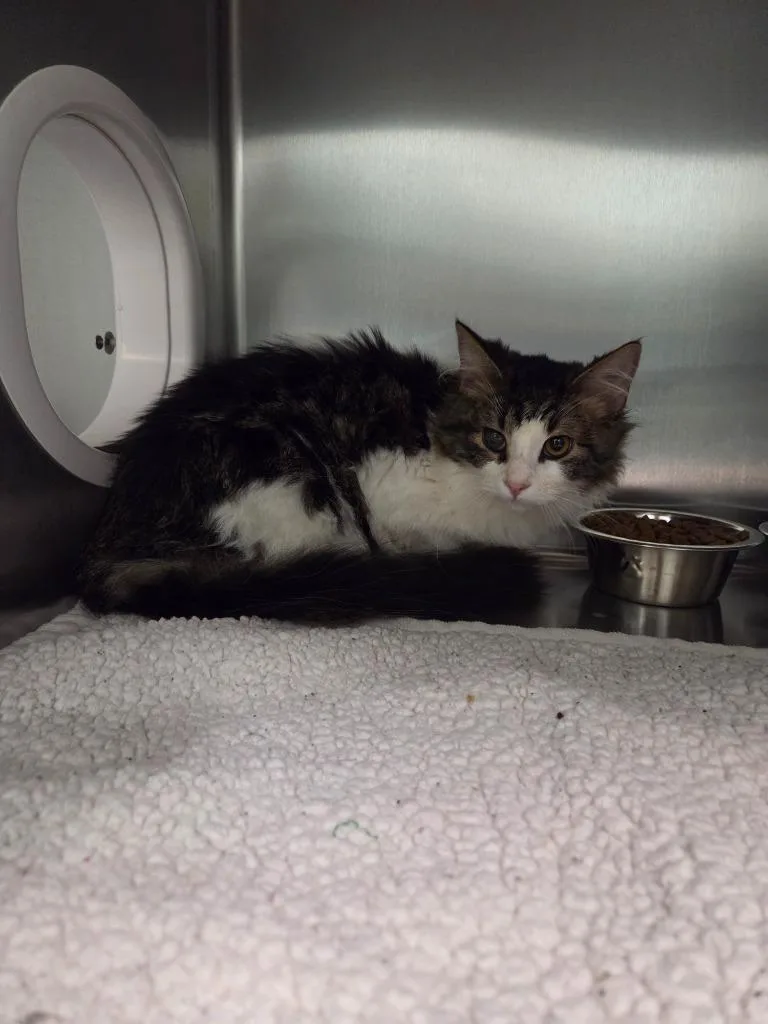 A baby medium-sized male Domestic Long Hair cat named Nebula “Dexter” for adoption in Athens, TN