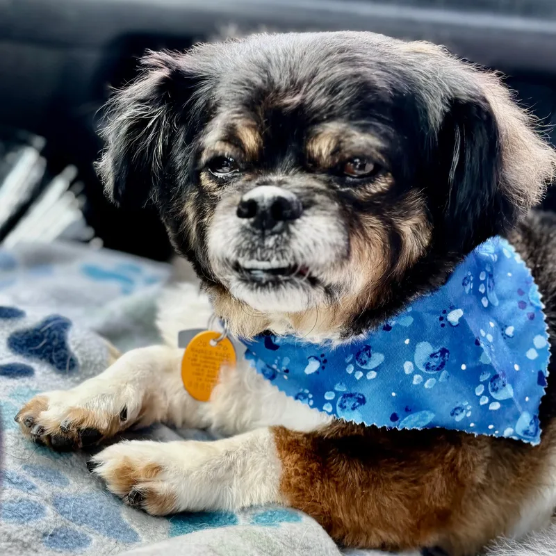 A senior small-sized female Golden Cavalier King Charles Spaniel dog named Nutmeg Evers for adoption in Plano, TX