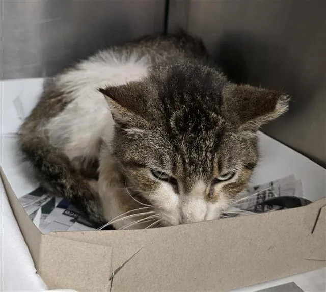 A young medium-sized male Domestic Short Hair cat named Buddy for adoption in San Antonio, TX