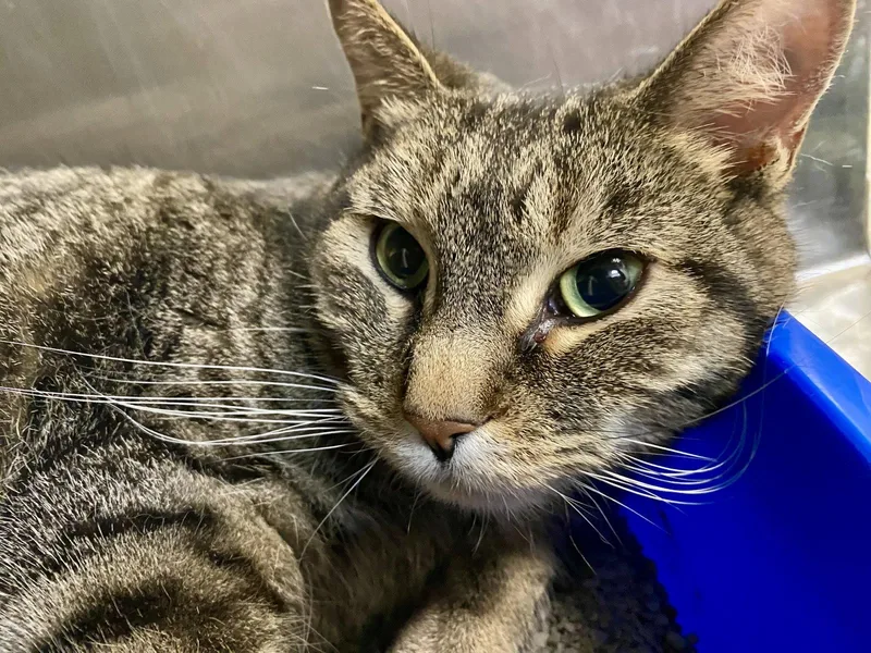 An adult medium-sized male Domestic Short Hair cat named Michael Scott for adoption in Fargo, ND