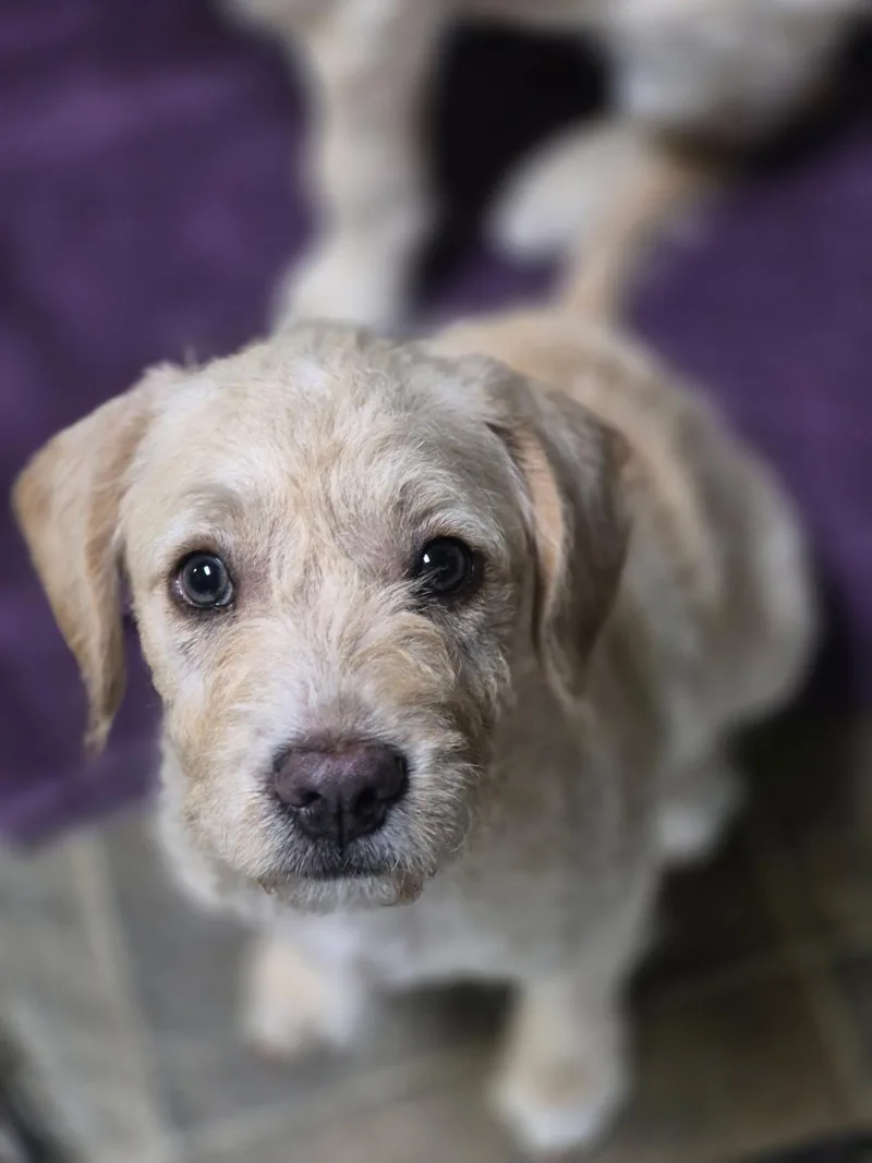 A baby medium-sized female Apricot / Beige Miniature Poodle dog named Bailey for adoption in Los Angeles, CA
