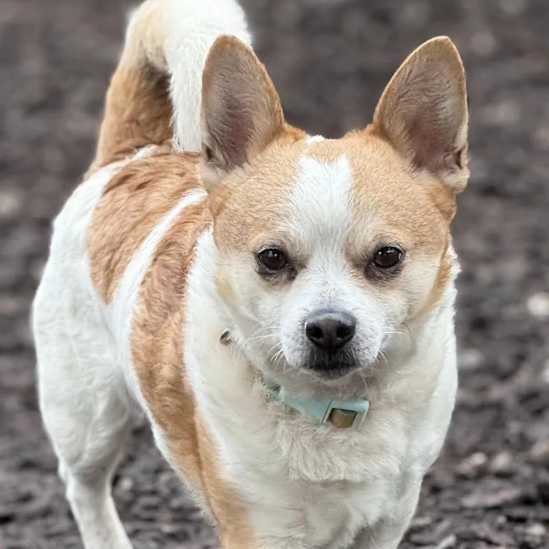 A young small-sized male White / Cream Chihuahua dog named Bruce for adoption in Sequim, WA