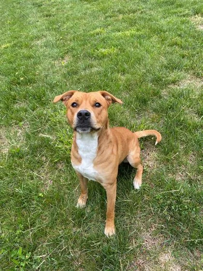 An adult large-sized male Mixed Breed dog named Elmer for adoption in Spruce Pine, NC