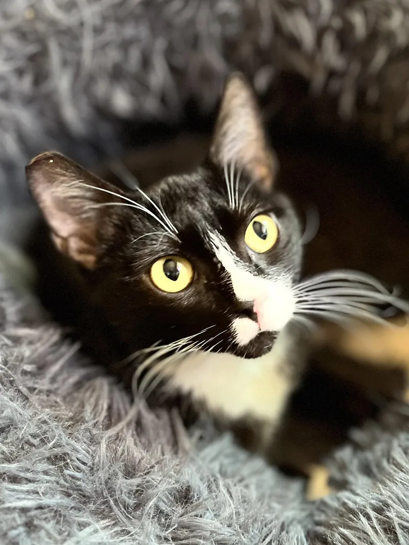 Oreo