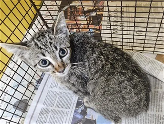A baby medium-sized female Domestic Short Hair cat named Mildrid for adoption in Los Angeles, CA