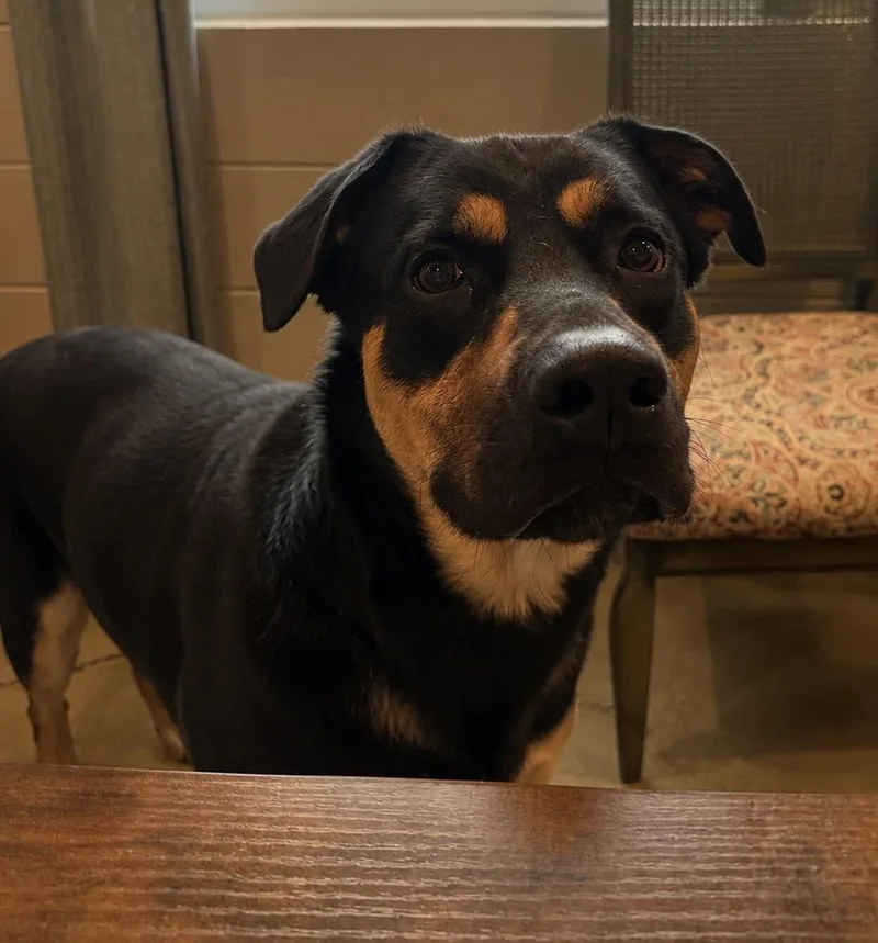 A young large-sized male Rottweiler dog named Meatball for adoption in Kearney, NE