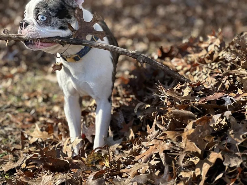 A baby small-sized male Boston Terrier dog named Titan Rockefeller Ky for adoption in Maryville, TN