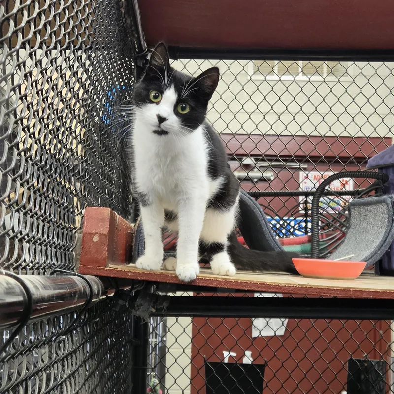 An adult medium-sized female Domestic Short Hair cat named Athena for adoption in Old Bridge, NJ