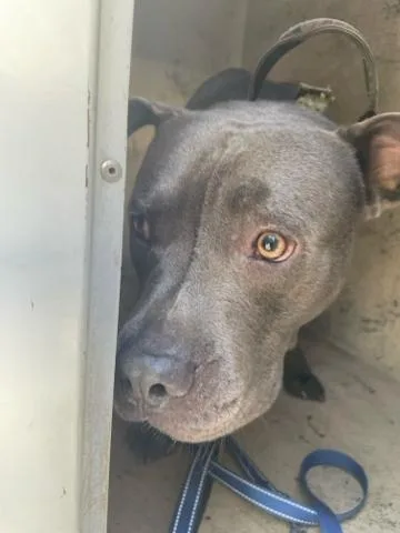 An adult medium-sized male Mixed Breed dog named Sterling for adoption in West Palm Beach, FL
