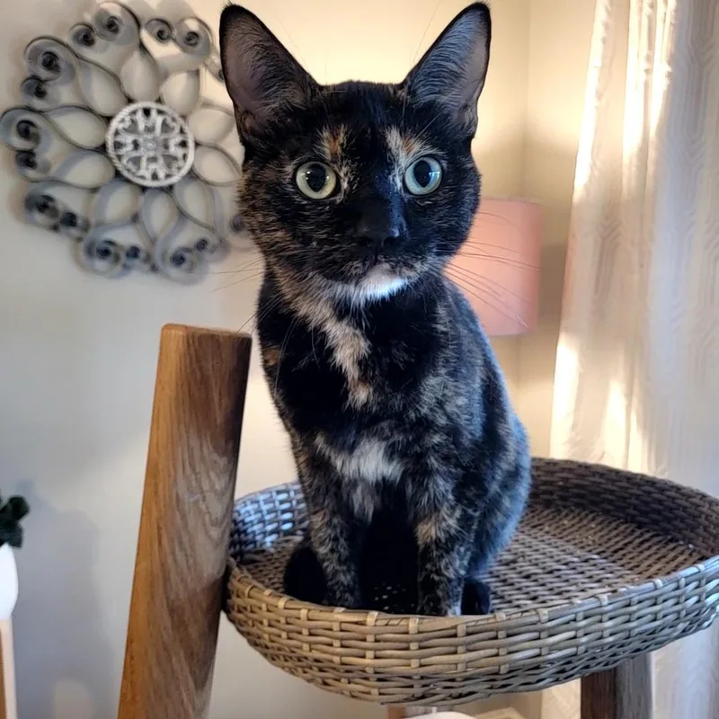 A young medium-sized female Tortoiseshell Domestic Short Hair cat named Broccoli for adoption in Indianapolis, IN