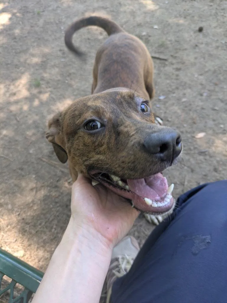 A baby medium-sized male Labrador Retriever dog named Dumplin for adoption in Little Rock, AR