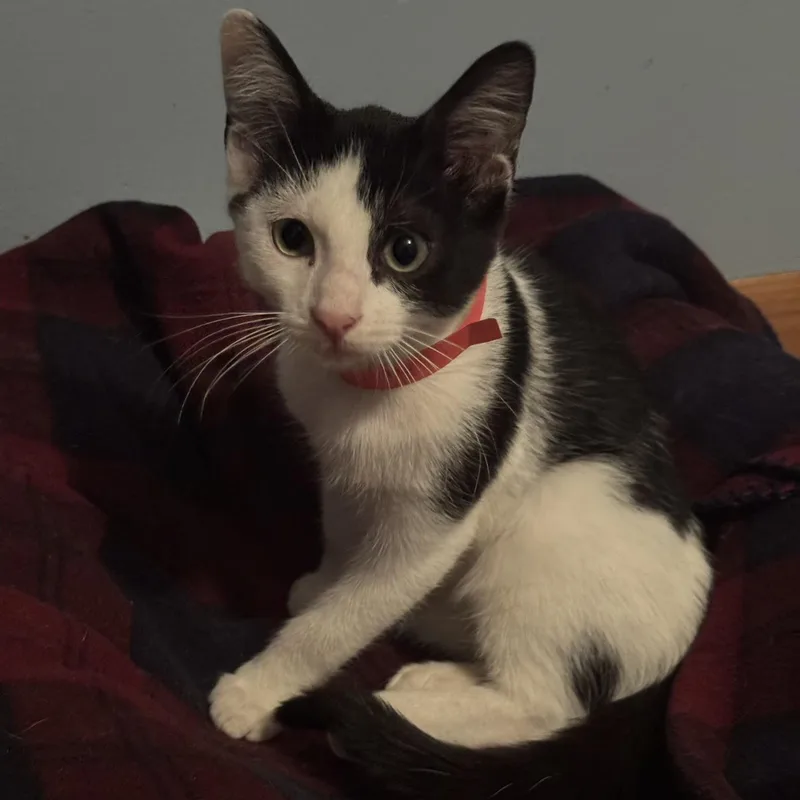 A baby medium-sized male Black & White / Tuxedo Domestic Short Hair cat named Buck for adoption in Minneapolis, MN