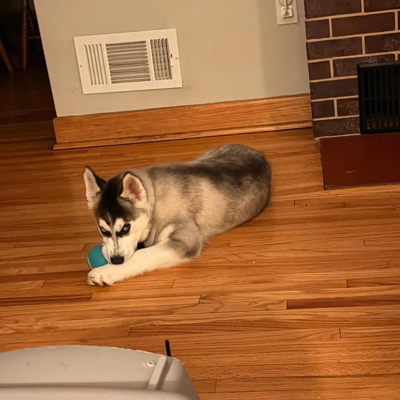 A baby medium-sized male Gray / Blue / Silver Husky dog named Brand for adoption in Chaska, MN