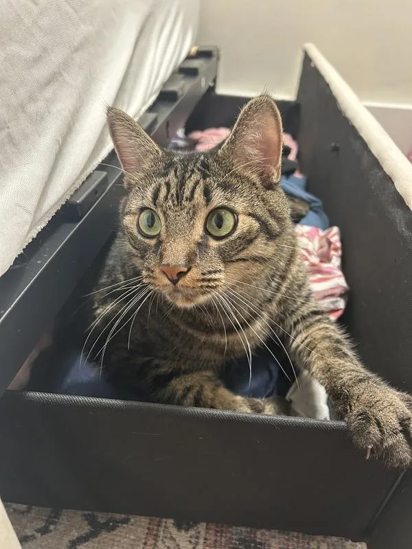 An adult medium-sized male Domestic Short Hair cat named Henry for adoption in Ridgewood, NY