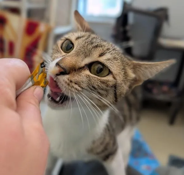 A young small-sized female Domestic Short Hair cat named Naomi Smalls for adoption in Santa Rosa, CA