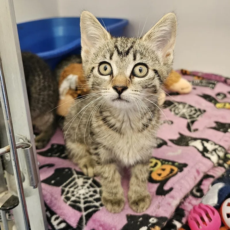 A baby small-sized female Brown / Chocolate Domestic Short Hair cat named Megan for adoption in Monroe, MI