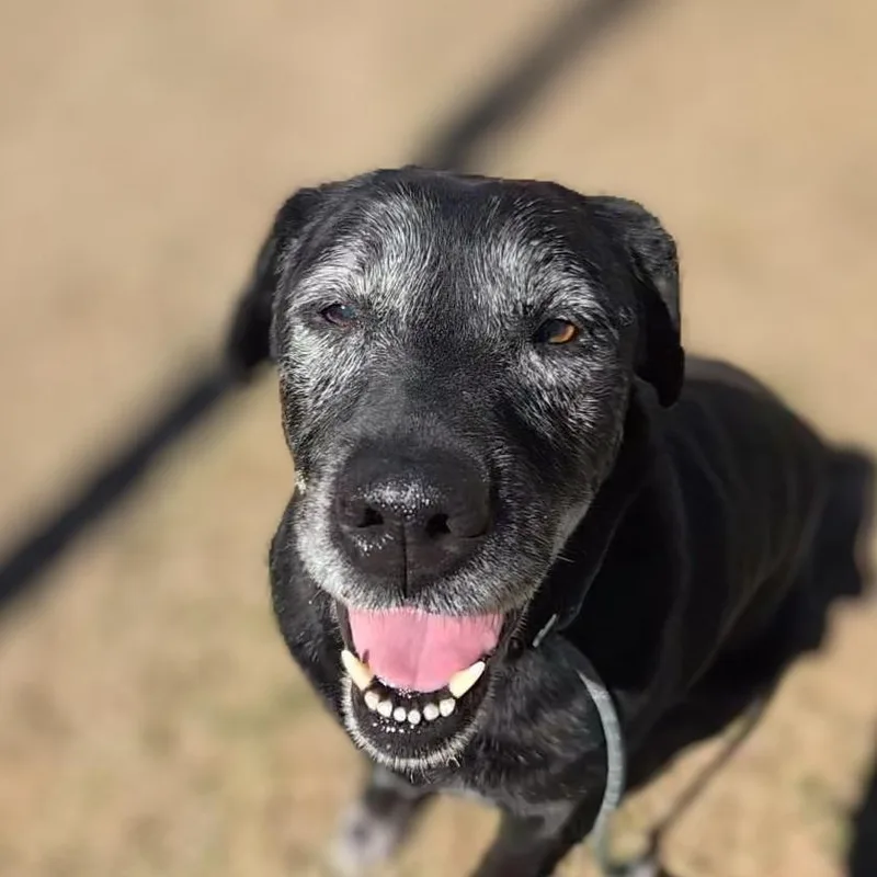 A senior medium-sized female Labrador Retriever dog named Serena for adoption in Douglasville, GA