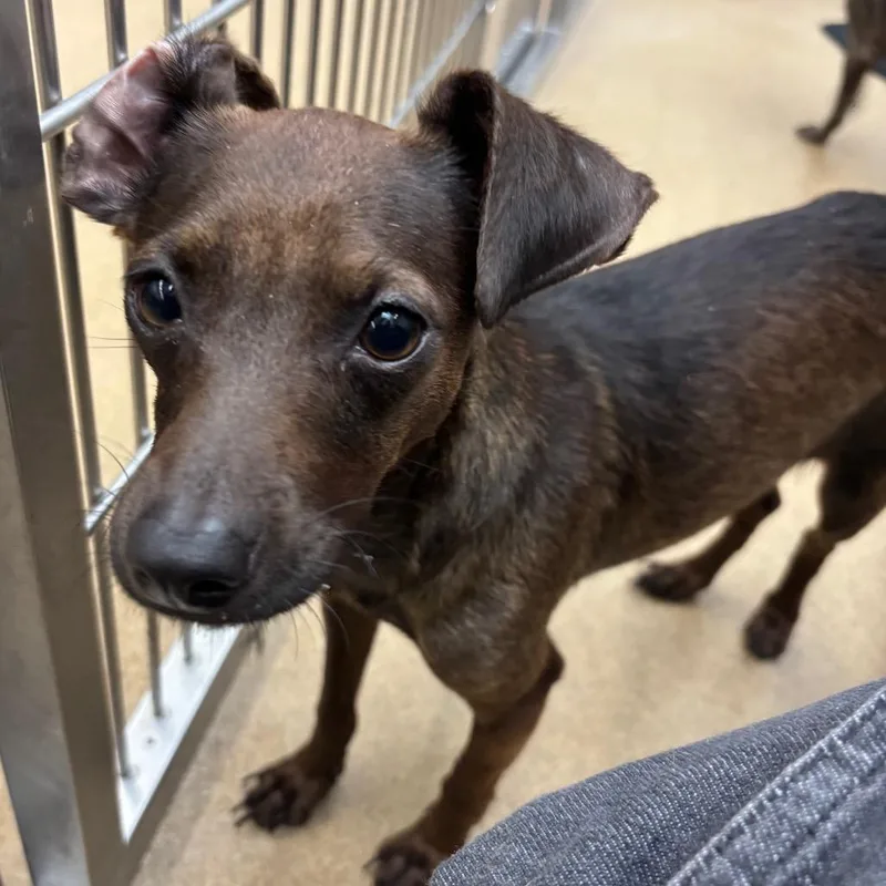 Cheer Bear thumbnail 2