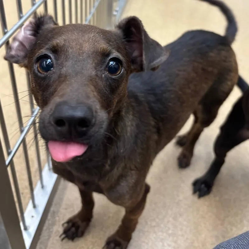 Cheer Bear thumbnail 3