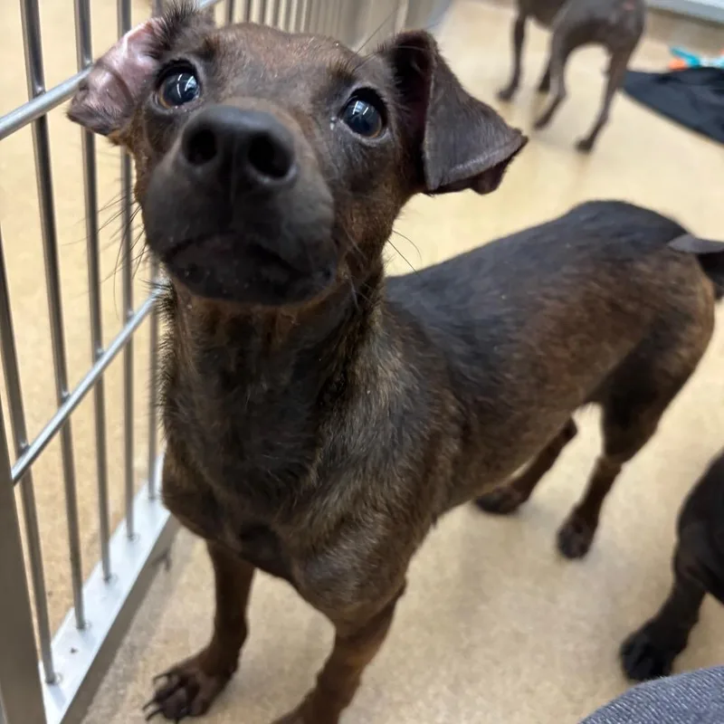 Cheer Bear thumbnail 4