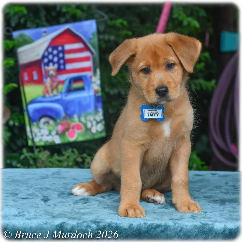 A baby small-sized male Yellow / Tan / Blond / Fawn Labrador Retriever dog named Taffy for adoption in Wake Forest, NC