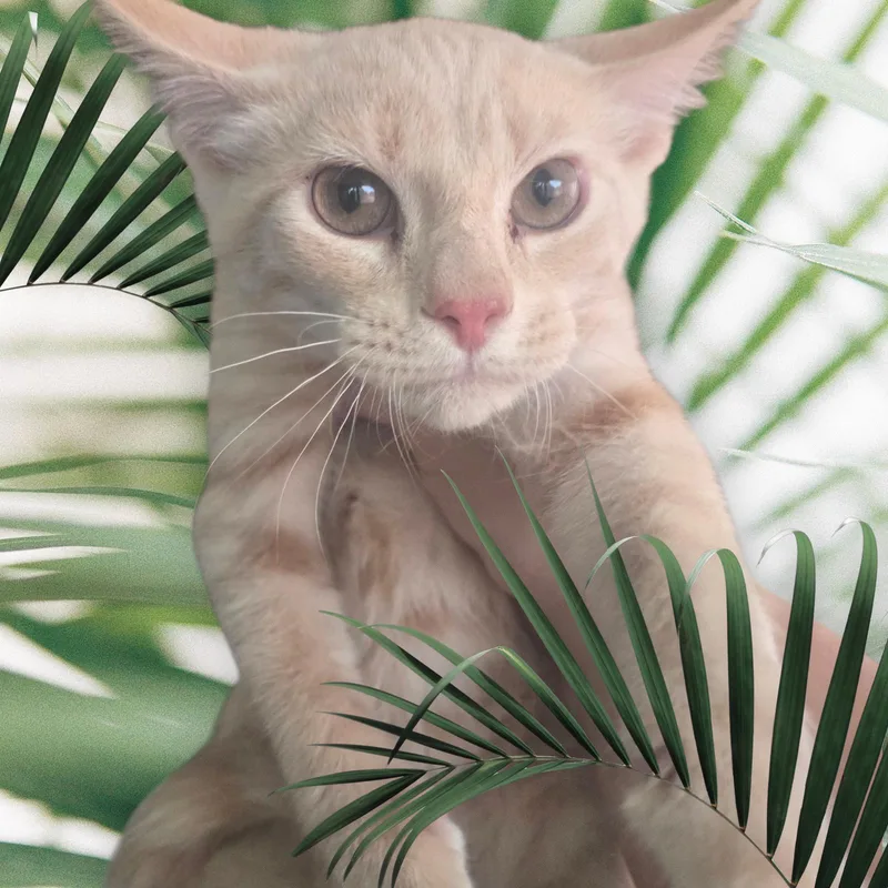 A baby medium-sized male Buff / Tan / Fawn Domestic Short Hair cat named Meowth for adoption in Elizabeth, PA