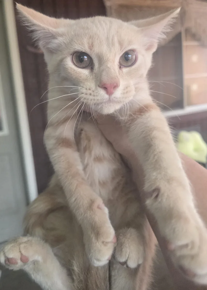 Meowth thumbnail 2